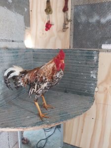 Inserta aquí las imágenes de los gallos bulicos más recientes de 2024, destacando su belleza, vigor y pedigree.