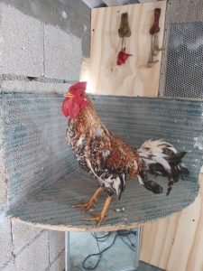 Inserta aquí las imágenes de los gallos bulicos más recientes de 2024, destacando su belleza, vigor y pedigree.