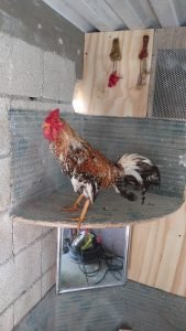 Inserta aquí las imágenes de los gallos bulicos más recientes de 2024, destacando su belleza, vigor y pedigree.