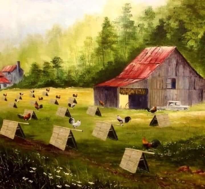 Criando y Preparando al Gallo de Combate Perfecto: Una Guía Detallada