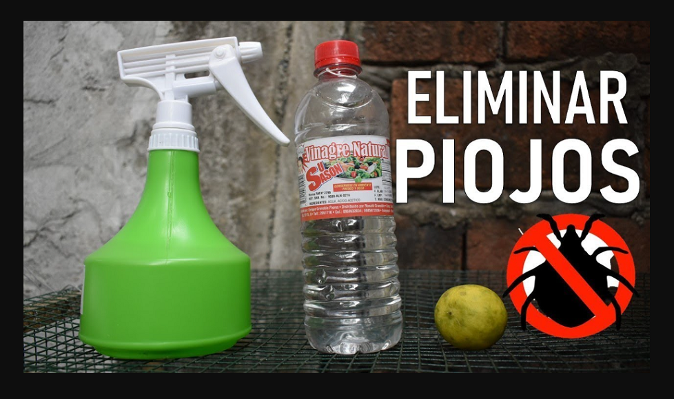 Cómo Eliminar Los Piojos De Las Gallinas Naturalmente
