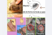 Como Identificar El Sexo De Los Pollitos Entre Macho O Hembra