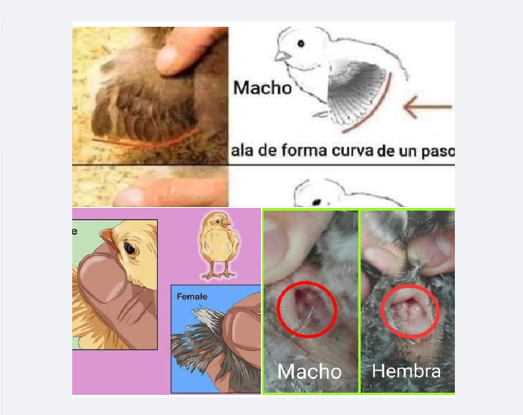 Como Identificar El Sexo De Los Pollitos Entre Macho O Hembra