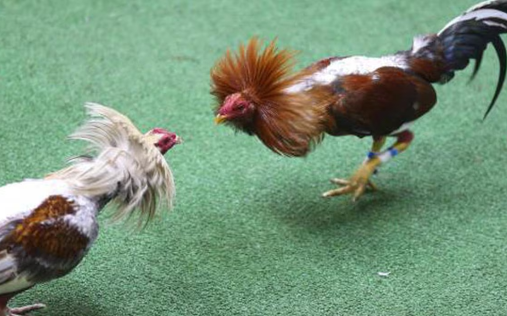 Como Seleccionar Gallos de Pelea El Arte de Elegir Campeones 2
