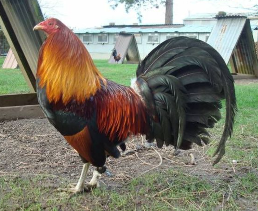 Cómo Seleccionar Gallos de Pelea El Arte de Elegir Campeones