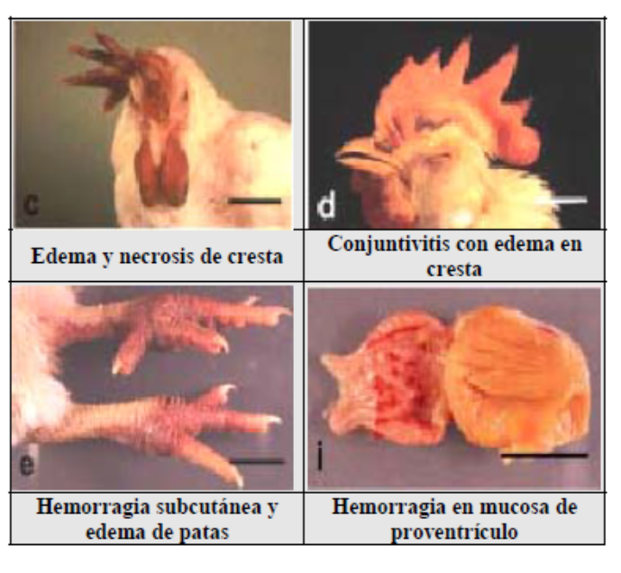 Consideraciones sobre el Impacto de la Influenza Aviar en las Aves