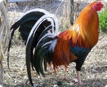 Criando y Preparando al Gallo de Combate Perfecto Una Guia Detallada