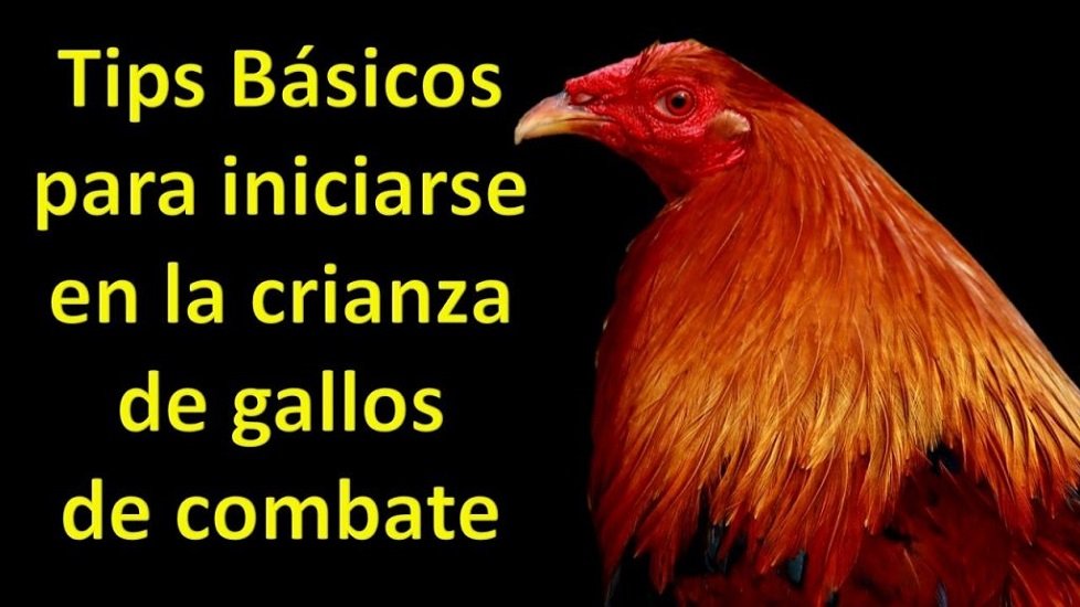 Criando y Preparando al Gallo de Combate Una Guía Detallada