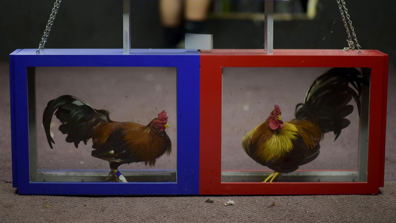 Cuido Del Gallo De Postiza De Puerto Rico Experiencia