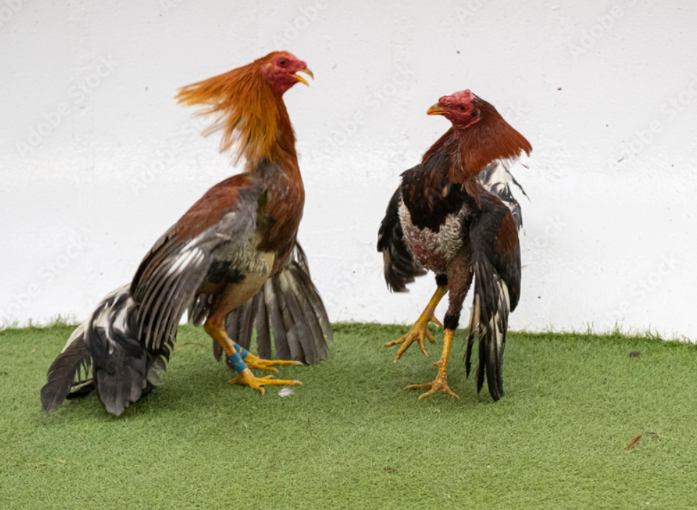 Entrenamiento De Gallos Etapas Que Fortalece El Cuerpo Del Gallo 1