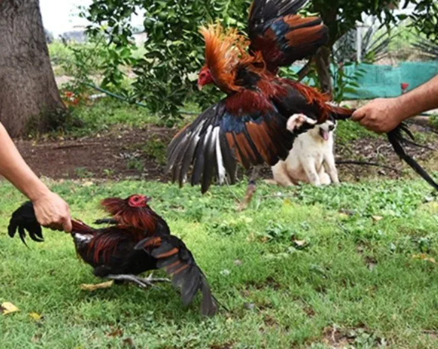 Entrenamiento De Gallos Etapas Que Fortalece El Cuerpo Del Gallo