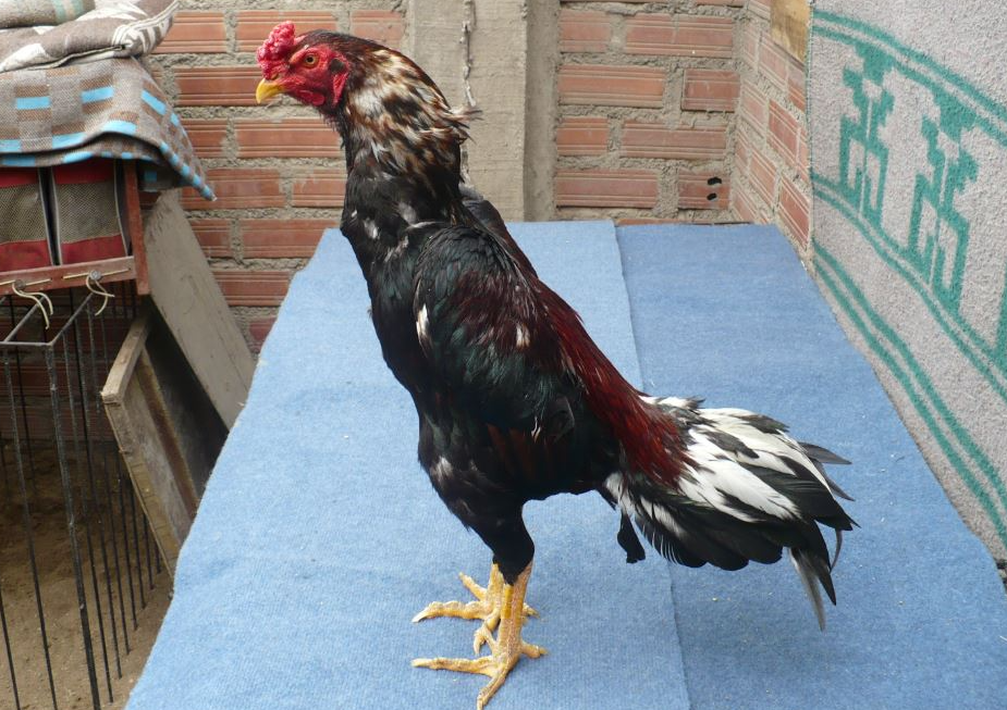 Gallo Shamo: Gallos Orientales