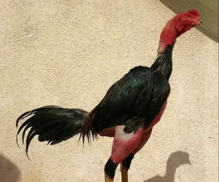 Ganoi: Gallos Orientales