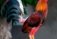 La Historia De Los Gallos Luchadores Españoles