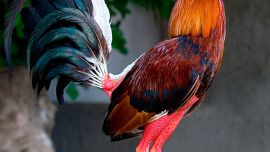 La Historia De Los Gallos Luchadores Españoles