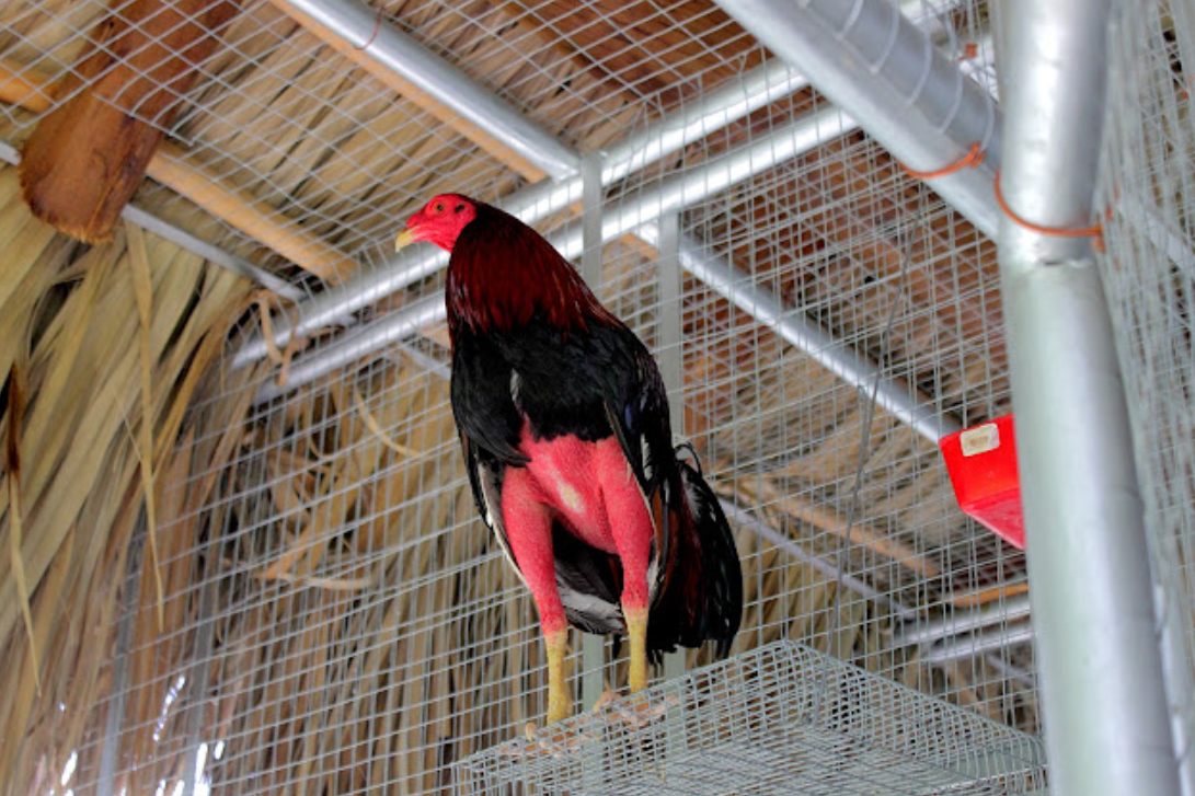 La Importancia De La Intuición En El Entrenamiento
