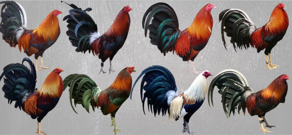 Los Gallos Finos Miembros De La Especie Gallus Domesticus