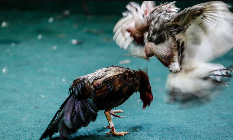 Por Que Huyen Los Gallos De Pelea Durante El Combate 2