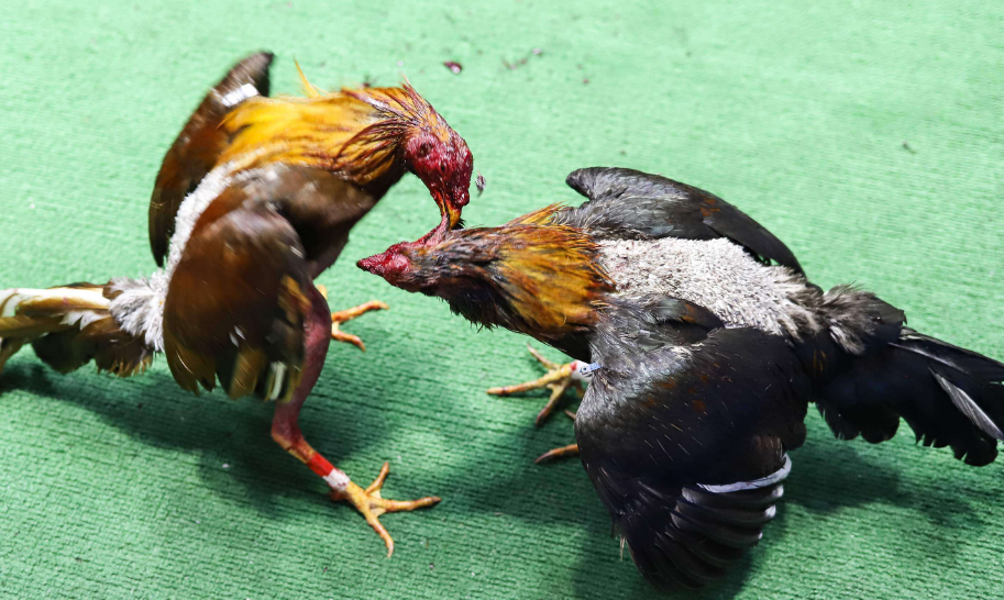 Por Que Huyen Los Gallos De Pelea Durante El Combate 3