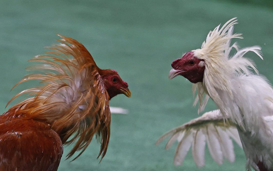 Por Que Huyen Los Gallos De Pelea Durante El Combate 4