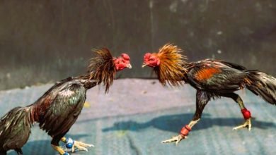 Razas De Gallos Orientales Tienen Particulares De Combate