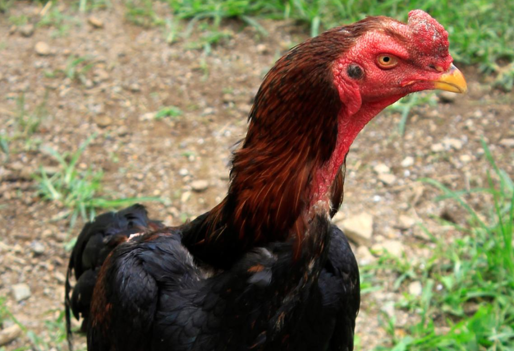Razas De Gallos Orientales Tienen Particulares De Combate gallo Malayo
