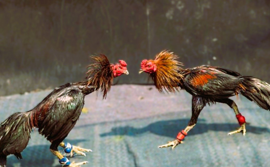 Razas De Gallos Orientales Tienen Particulares De Combate