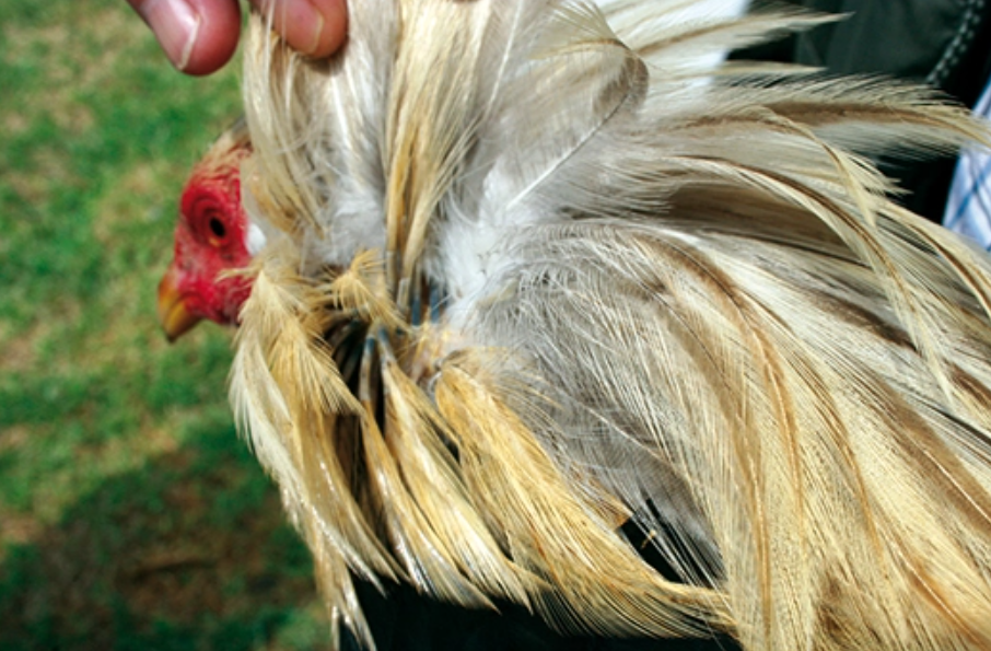 Renovación del Plumaje y Época de Muda en los Gallos 1