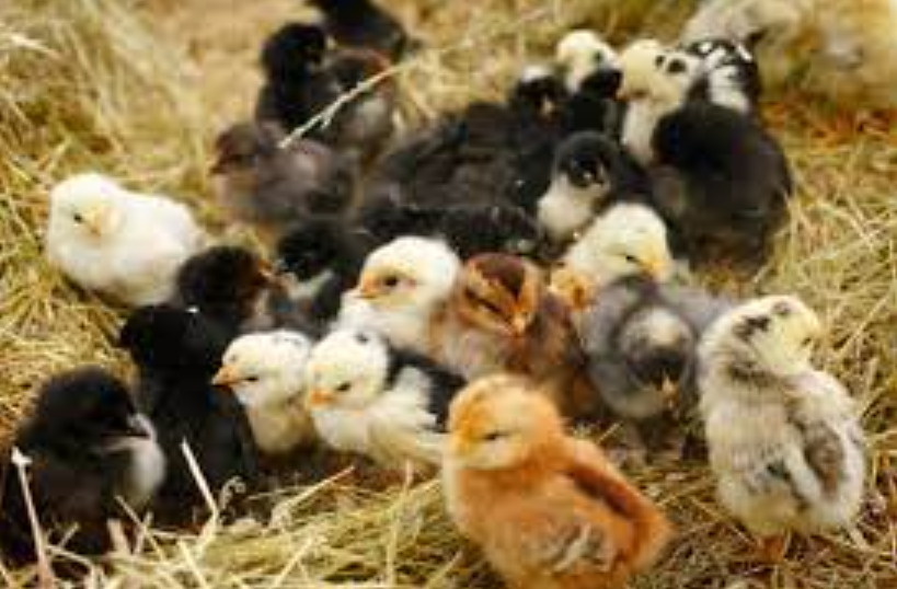 Renovacion del Plumaje y Epoca de Muda en los Gallos 3