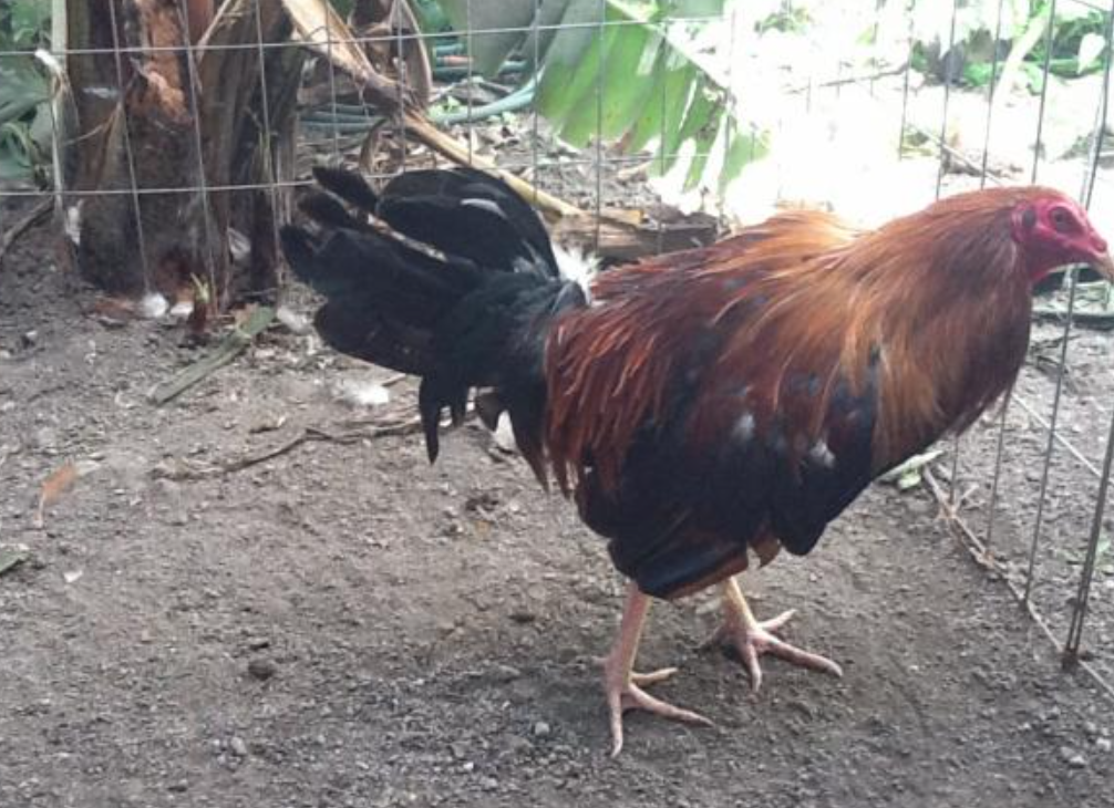 Renovacion del Plumaje y Epoca de Muda en los Gallos