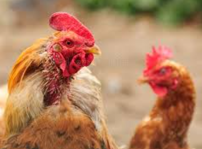 ¿PORQUÉ GALLINAS COMEN LAS PLUMAS DE LOS GALLOS