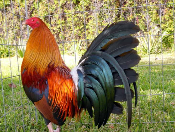 Gallos de Pelea La Historia Crianza y Razas Destacadas