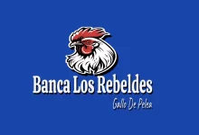 banca los rebeldes gallos fino gallos de pelea gallos Bancas o Trabas Tradición Competencia Y Cultura De Gallos