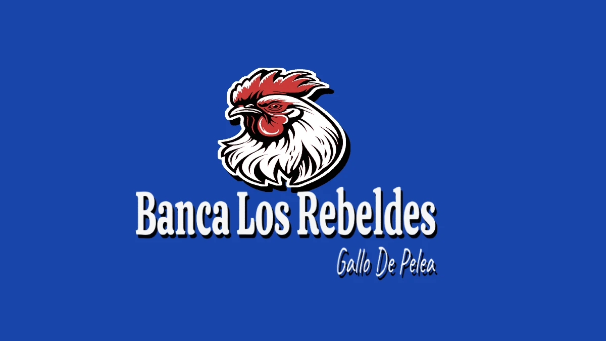 banca los rebeldes gallos fino gallos de pelea gallos Bancas o Trabas Tradición Competencia Y Cultura De Gallos