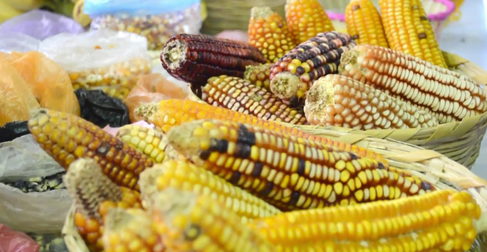 Como Alimentar Los Gallos En La Etapa Del Cuido 1