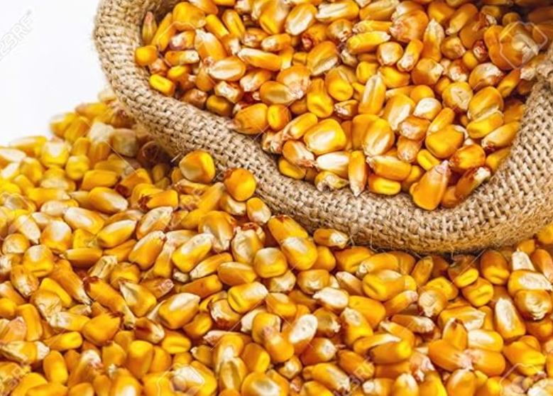 Como Alimentar Los Gallos En La Etapa Del Cuido