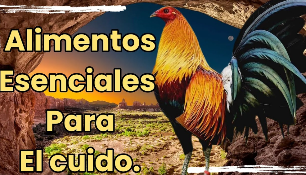Como Alimentar Los Gallos Uso de Suplementos Específicos para Aves