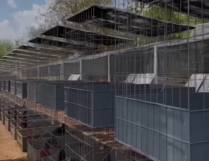 Como Hacer Jaulas De Dos Pisos Para Gallos