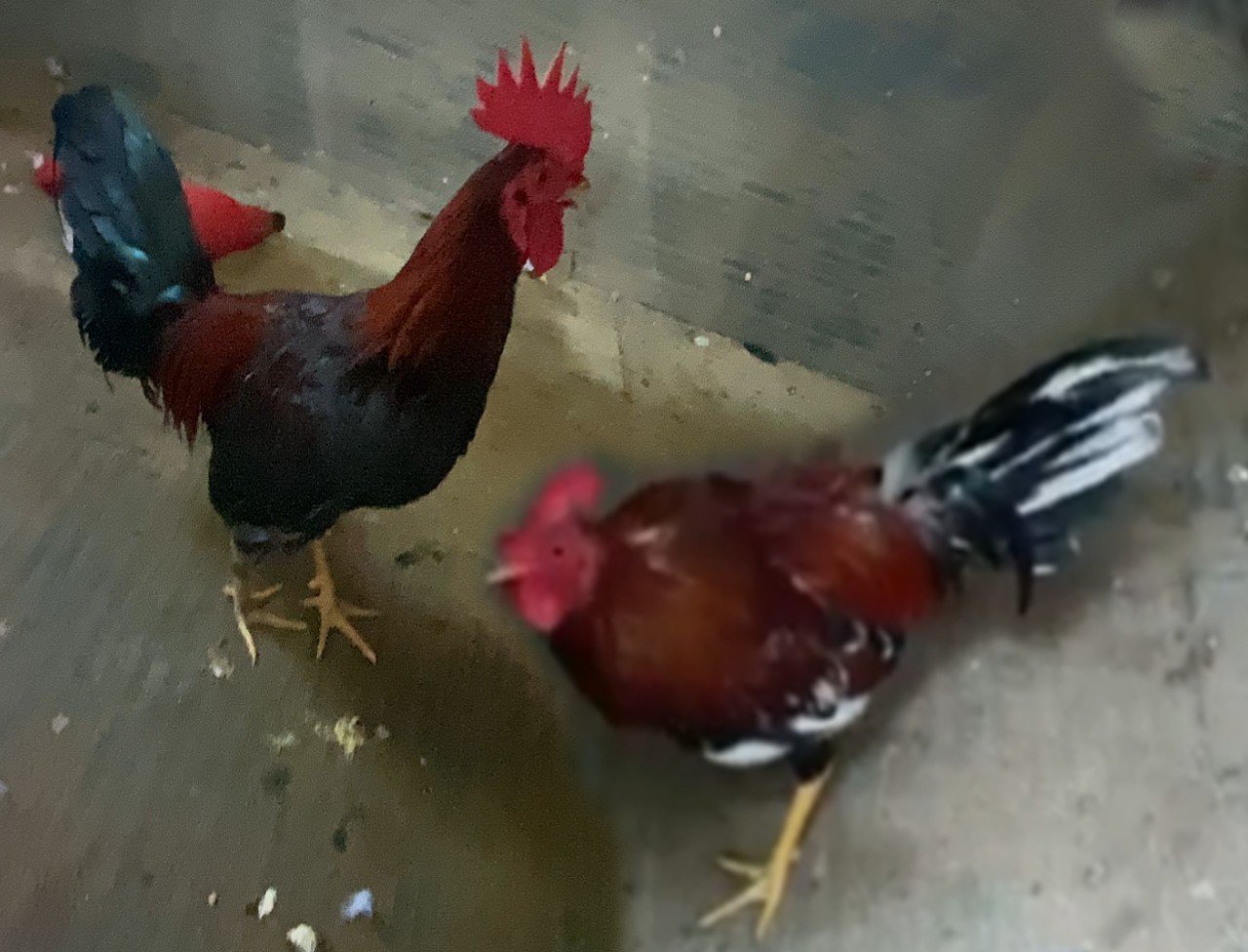 Como Montaje de Espuelas Plasticas Pollos Probando El Linaje