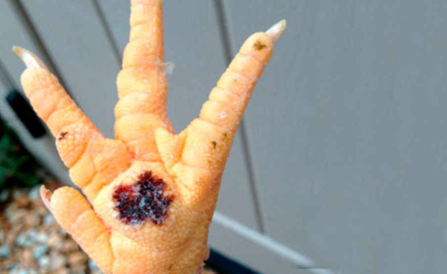 Cómo Tratar Los Tacos En Las Patas De Los Gallos 4