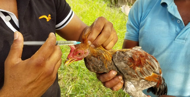 Enfermedad En Gallos De Pelea Tricomoniasis Y Su Manejo 3