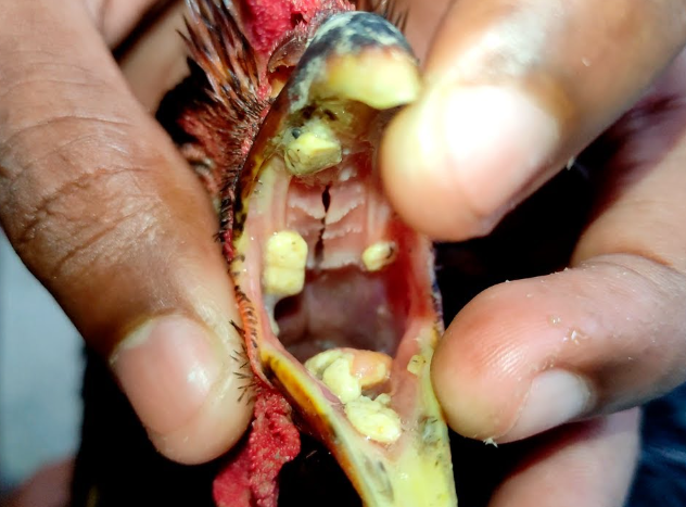 Enfermedad En Gallos De Pelea Tricomoniasis Y Su Manejo