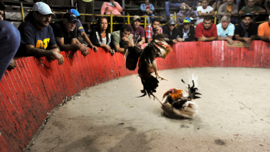 Galleras Una Tradición Controvertida en la Cultura Hispana