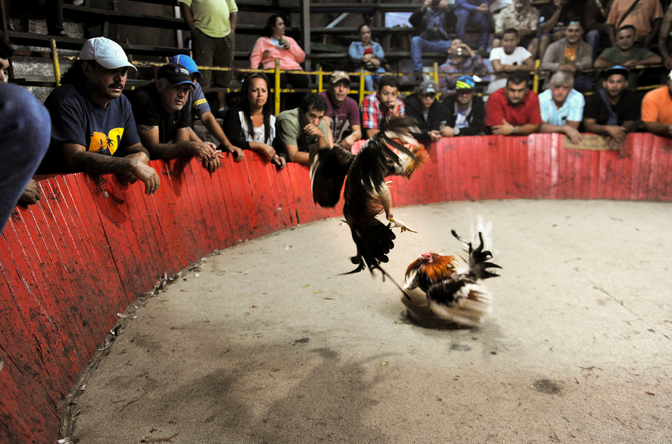 Galleras Una Tradición Controvertida en la Cultura Hispana