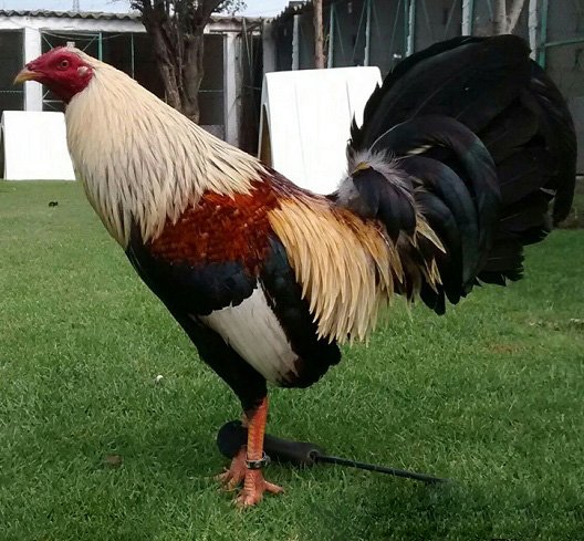 Giro Hatch Mejores Razas de Gallos