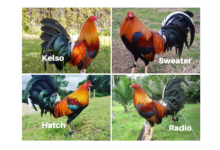Mejores Razas de Gallos