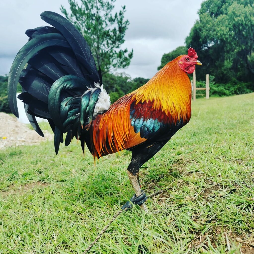 Mejores Razas de Gallos hatch (2)