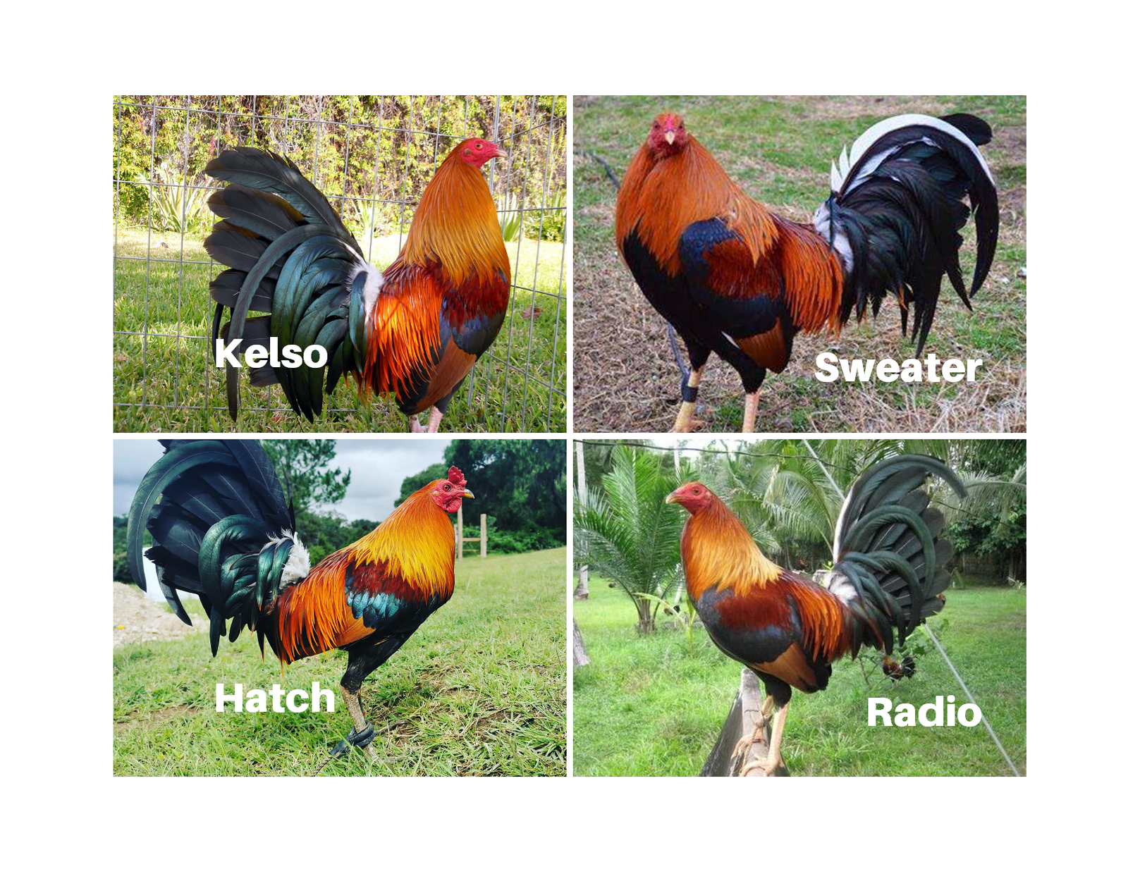 Mejores Razas de Gallos