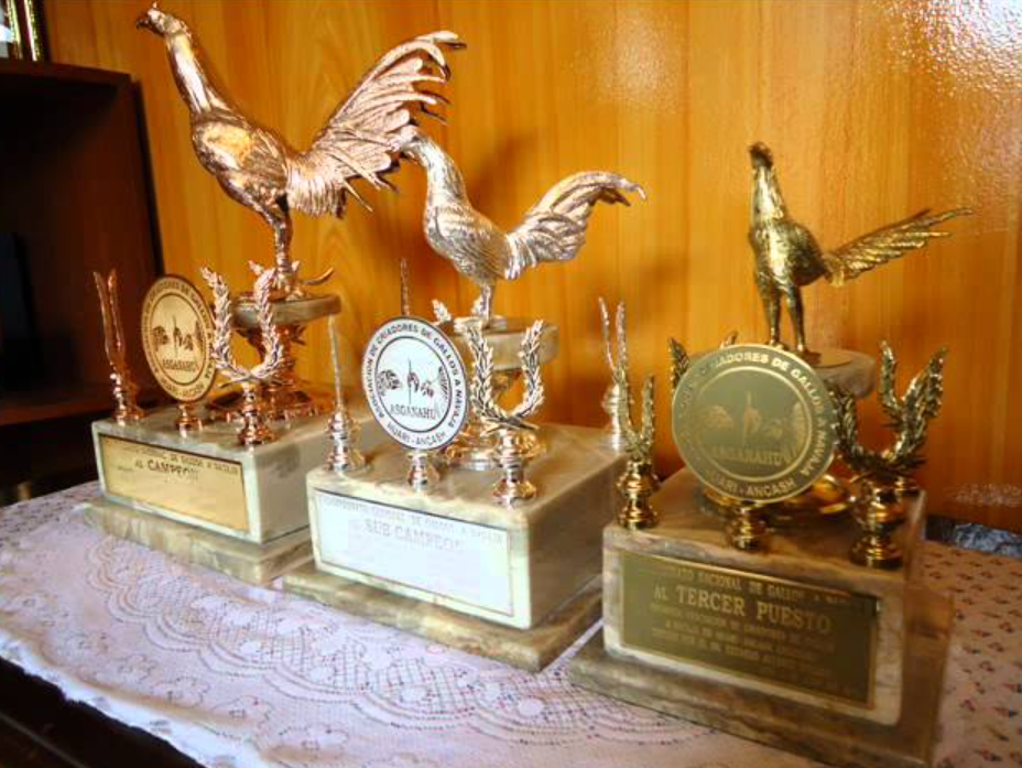 Premios Son Trofeo Competición En La Gallística 2