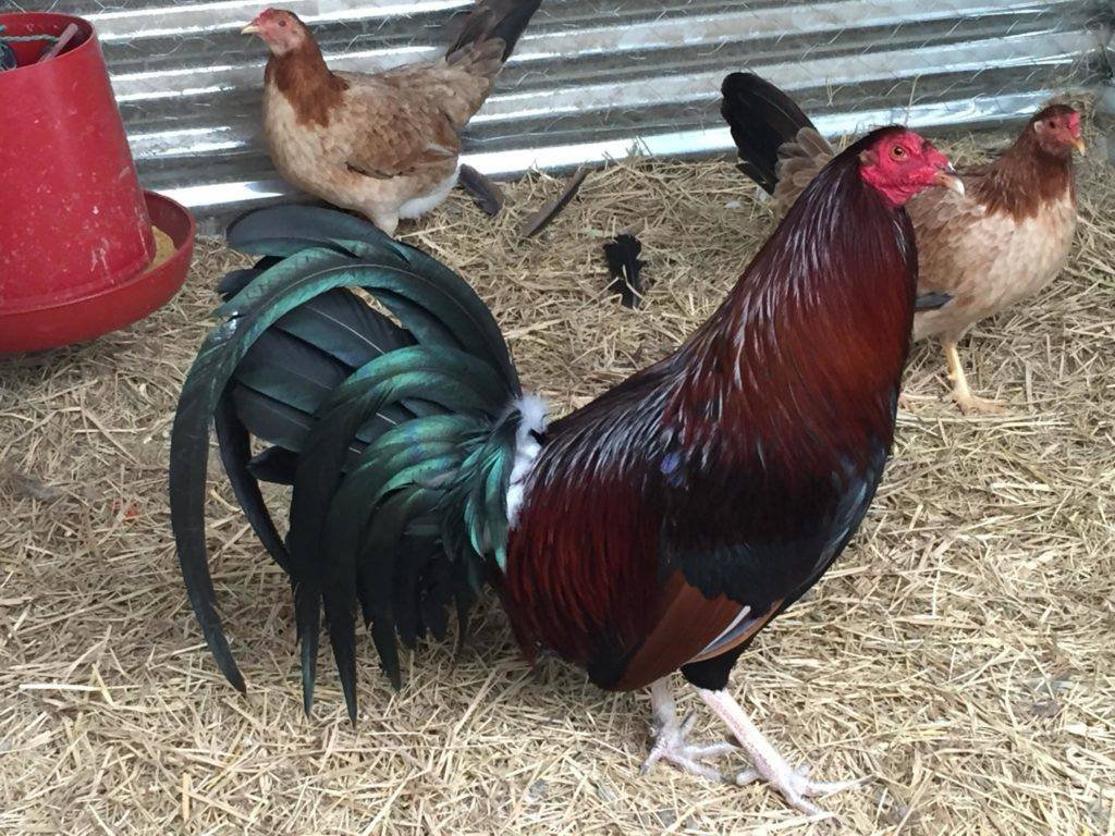 kelso Mejores Razas de Gallos